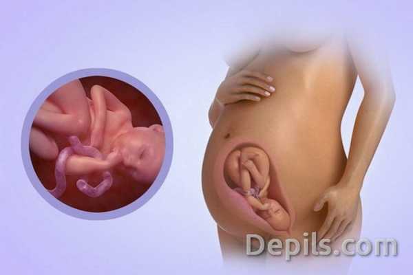 Беременность 8 месяцев развитие ребенка