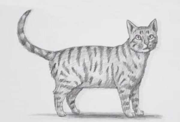 Как нарисовать кошку ребенку 5 лет поэтапно простые рисунки