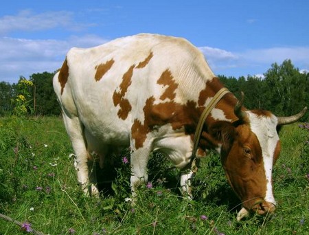 загадки для детей 4 лет про корову