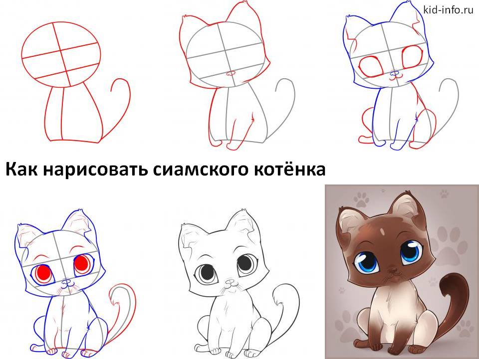 Как нарисовать сиамского котёнк