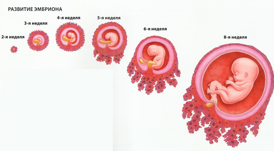 razvitie-embriona