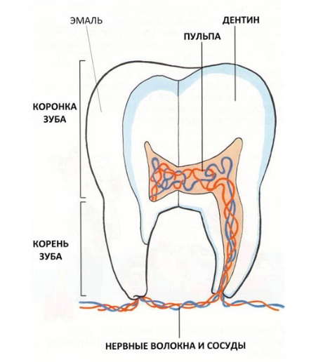 Строение зуба у детей