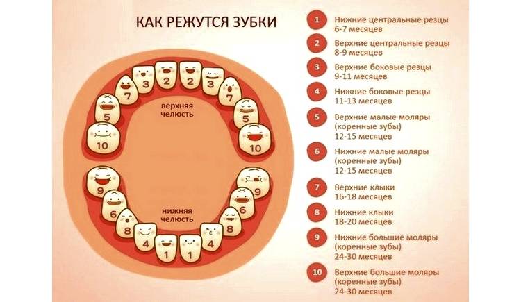 Молочные зубы у детей: схема прорезывания на фото
