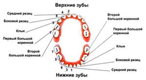 Схема прорезывания зубов у малышей
