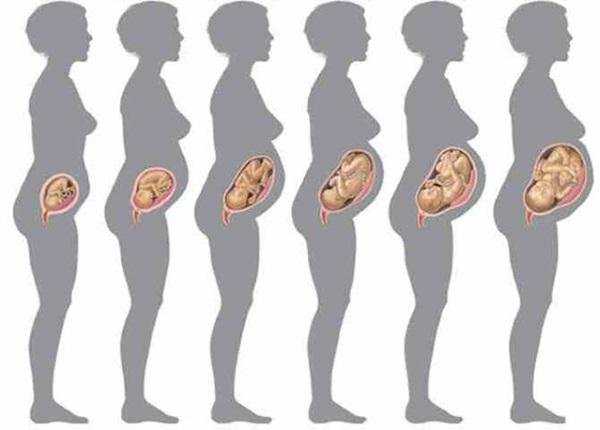 Сколько весит ребенок в утробе матери в 6 месяцев